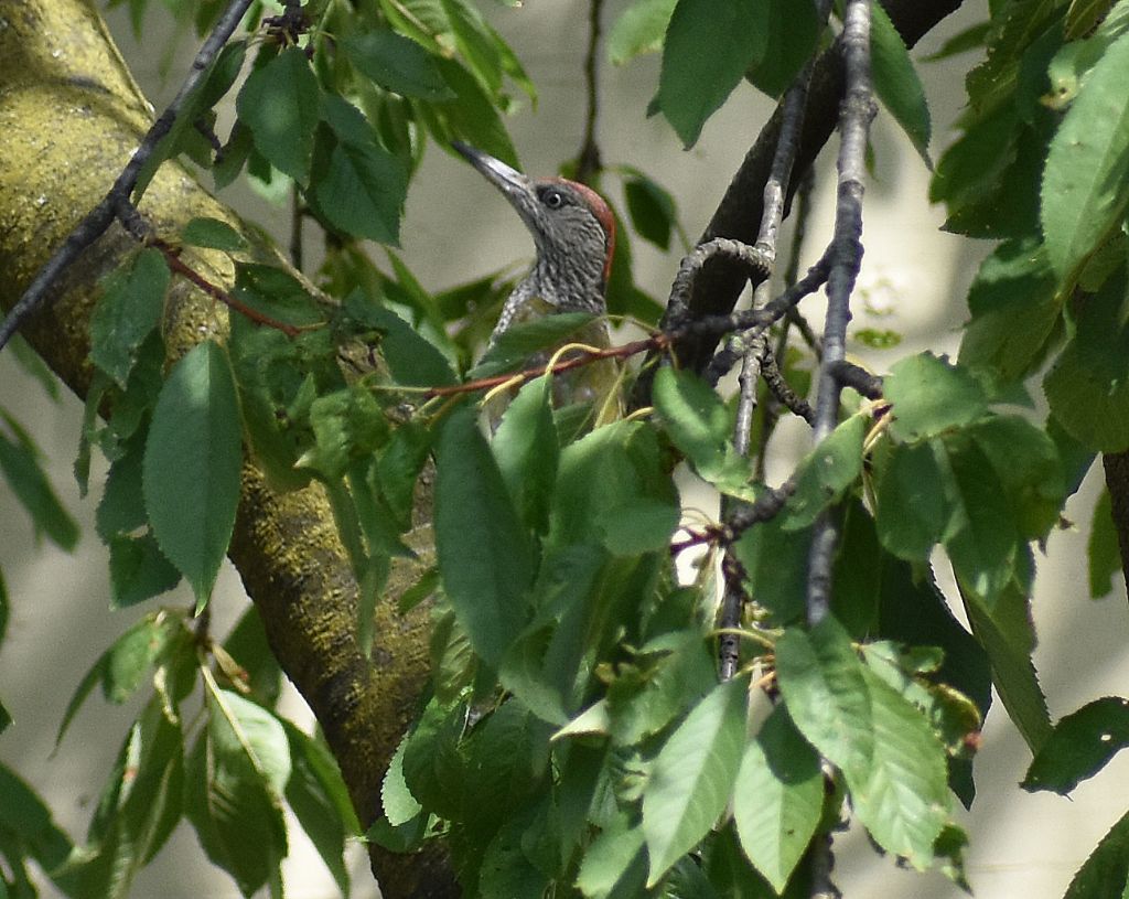 Picchio verde (Picus viridis)